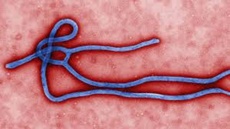 WHO declares Ebola epidemic a global emergency